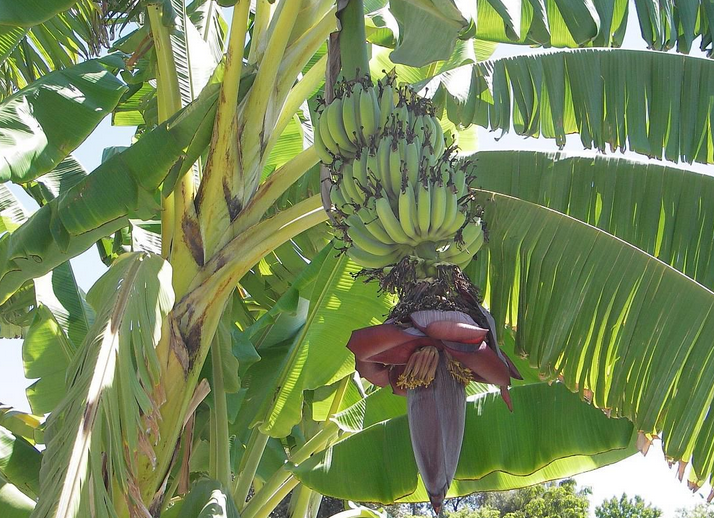 fungsinya menanam pohon pisang
